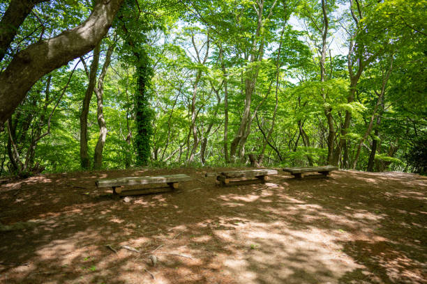 istock Japanese beautiful mountain and forest 1494963963