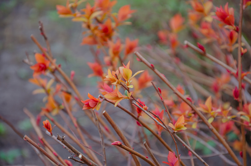 Japanese spirea bush in spring, the leaves on the rust begin to grow. High quality photo