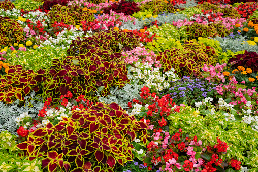 flowerbed of varieties of colorful flowers close up background