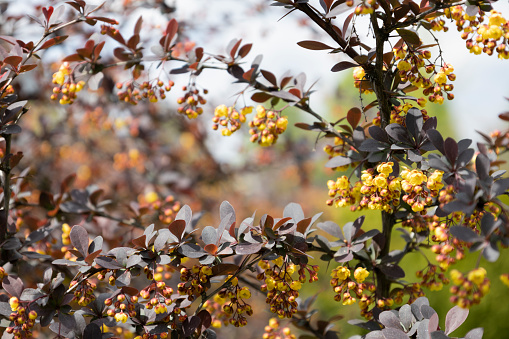 The yellow flowers of a flowering barberry bush in Ukraine. Beautiful  blooming twig Barberry.