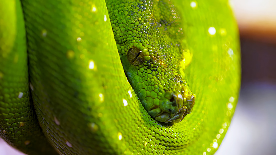 Prepare to be captivated by the mesmerizing details of a close encounter with an extraordinary creature. Behold the extreme close-up of a magnificent coiled yellow-spotted green python. Every intricate scale on its sleek and vibrant body comes to life in stunning clarity. Explore the unique patterns that adorn its mesmerizing skin, showcasing nature's artistry at its finest. Marvel at the hypnotic eyes that hold a mysterious allure, hinting at the untamed beauty of this remarkable serpent. With this intimate perspective, delve into the world of this awe-inspiring python, where the allure of its vivid colors and the enigma of its presence intertwine. Experience the intensity and wonder of this up-close encounter, immersing yourself in the remarkable intricacies that make this creature truly extraordinary.