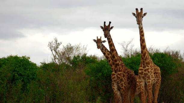 アフリカのサバンナでカメラを見ている3匹のキリン - giraffe south africa zoo animal ストックフォトと画像