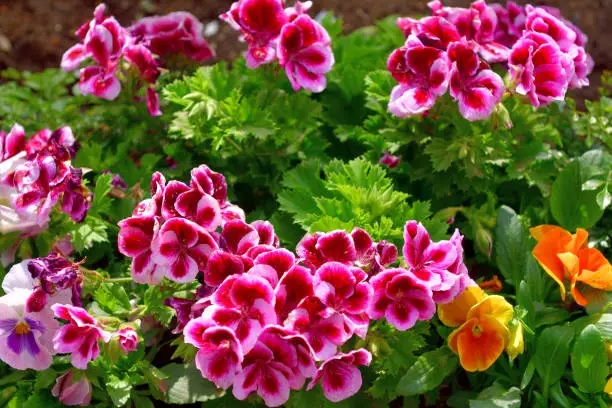 The genus Pelargonium comprises of about 280 species, of which 80% are grown in South Africa. It is a small geranium-like plant and display from deep red/magenta red to black flowers from spring to early summer. It has terminal clusters of flowers with 5 petals, which may be shaped like saucers, stars, butterflies, trumpets, or funnels. The extract of the plant has been marketed for treating bronchitis and pharyngitis.
