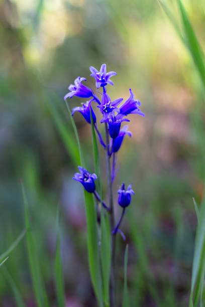istock Forest hyacinth flower among the grass. 1494973471