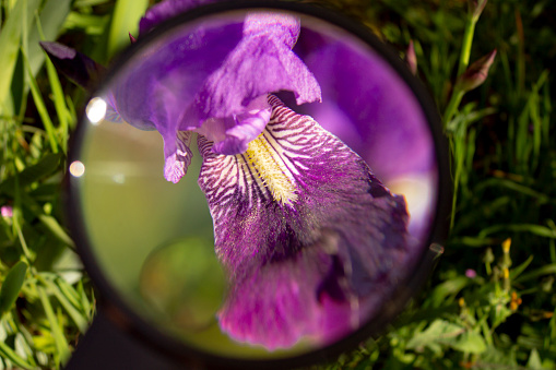 Detail photo of the iris versicolor flower seen through a magnifying glass.