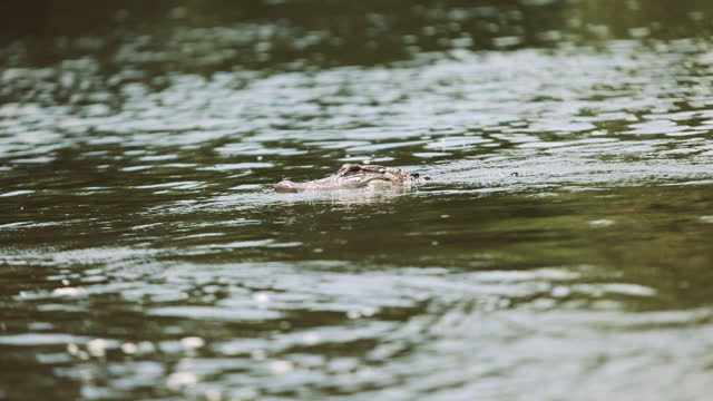 4K Saltwater Crocodile Resting in a lake