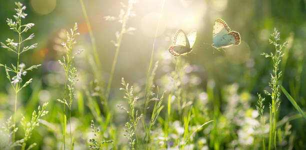 istock summer forest glade with flowering grass and butterflies on a sunny day; 1494976341