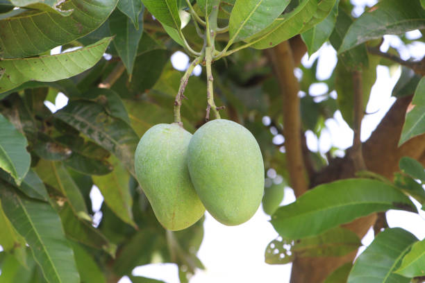 istock Green Mango Hanging on the Tree in Bangladesh 1494981540