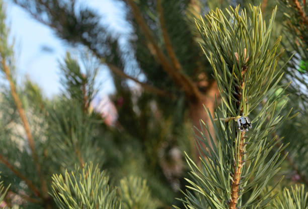 istock Winter background with fir branches close up with selective focus during Christmas holidays. Winter or New Year cozy holidays concept 1494981720