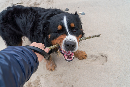 Zennenhund, Bernese Mountain Dog, is playing with the owner on a sandy beach, imitating the attack.