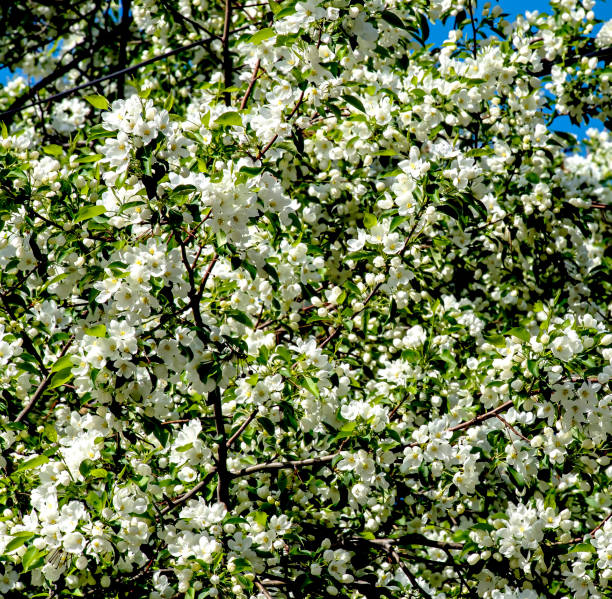 istock blooming apple tree branches in the city park 1494990772