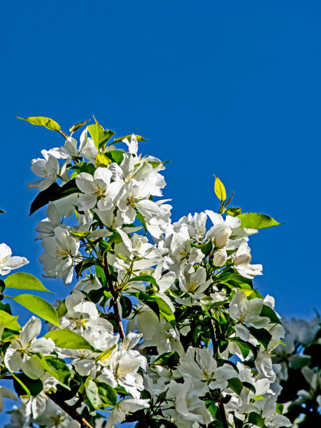 istock blooming apple tree branches against the background of the morning blue sky 1494990792