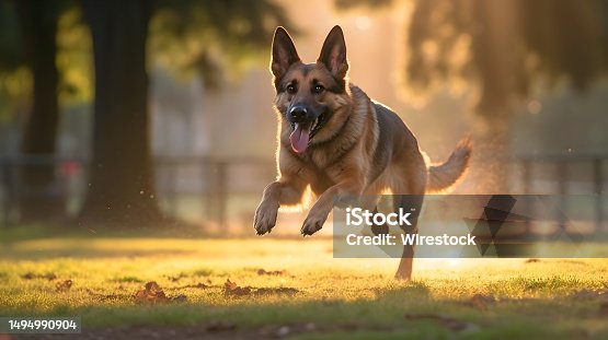 istock Brown German Shepherd dog running in a lush green grassy field 1494990904