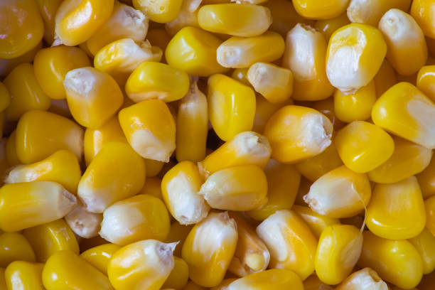 istock Loose kernels of steamed sweet corn 1494992208