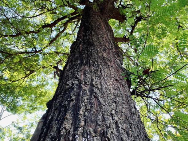 istock close up of a big tree trunk shot from below 1494992698