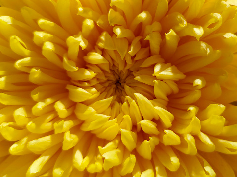 Chrysanthemum flower