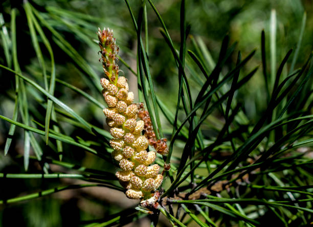 istock Young shoots of pine trees in the forest spring 1494996581