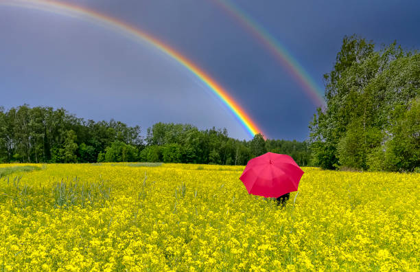 istock Lonely umbrella among blossoming rapeseed 1494997192