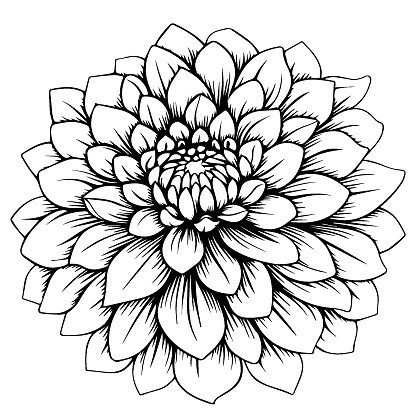 line design of dahlia flower isolated on white background. Element for design, vector illustration