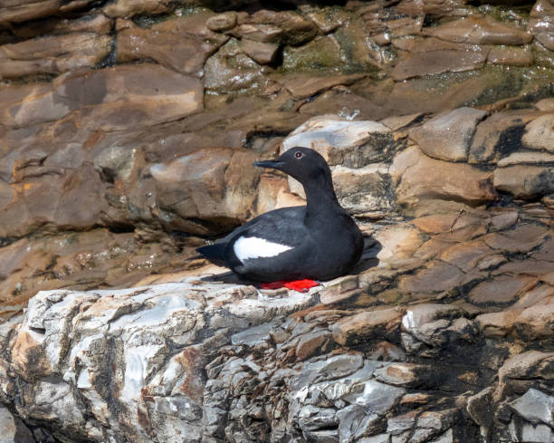 istock Pigeon Guillemot 1495005415