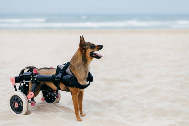 A small cute adoptable rescue dog on the beach