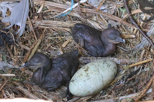 A group of shag chicks together in a nest with an egg