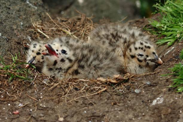 Close-up shot of a nest with three adorable gull chicks A close-up shot of a nest with three adorable gull chicks fledging stock pictures, royalty-free photos & images