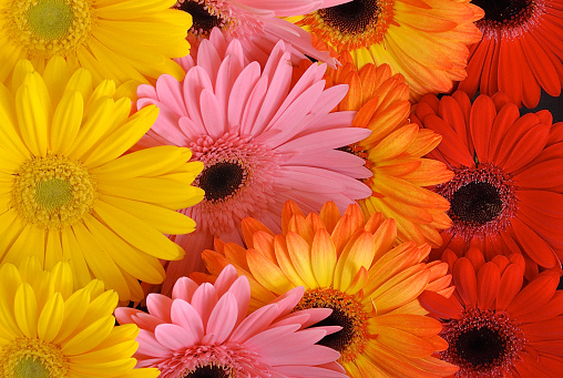 Colorful Gerber daisies