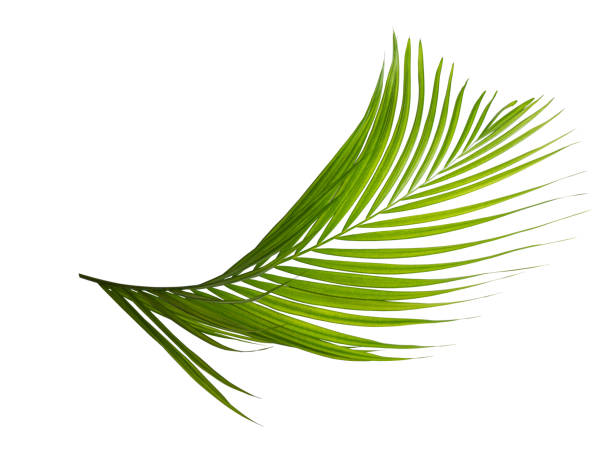 istock Green nature Palm leaf Coconut leaves on white background isolate with clipping path it easy to cut and edit. 1495009492