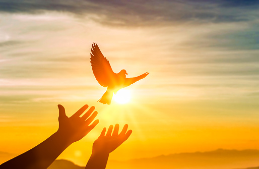 human hands release bird, dove of peace. hope, freedom, peace and spirituality concept. Silhouette dove flying over human hand at sunset