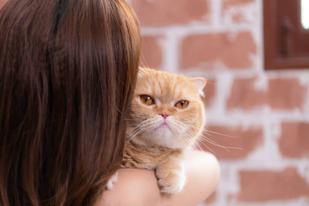istock Persian cat in owner's arms gaze warmly 1495011089