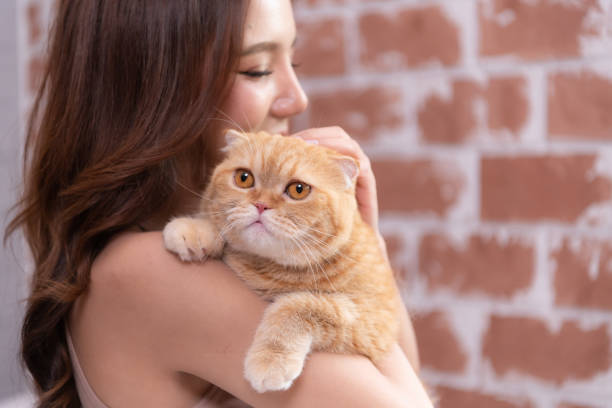istock Persian cat in owner's arms gaze warmly 1495011091