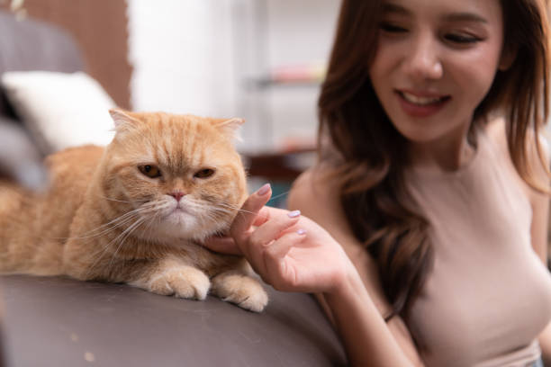 istock On the sofa is an intelligent Persian cat. Staring at show on the computer screen opened by the owner while working in the living room at home 1495011142