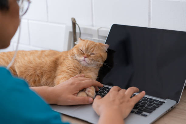 istock An intelligent Persian cat snuggles up with a computer. so that the owner stops working and comes to play with 1495011178