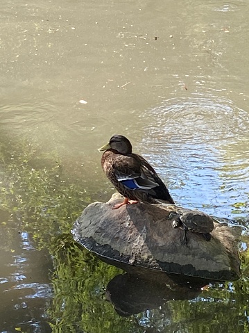 A mallard duck perched atop a sun-bleached rock in a tranquil lake