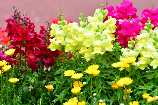 Phlox paniculata. Beautiful pink flowers in garden. Bright purple background. Gardening. Flowerbed in front or back Yard. Beauty in nature. Summer. Bright bush. Flowering plant. Polemoniaceae family.