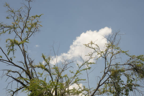 背景に雲と明るい青い空を持つ葉を持つ木 - treetop sky tree high section ストックフォトと画像