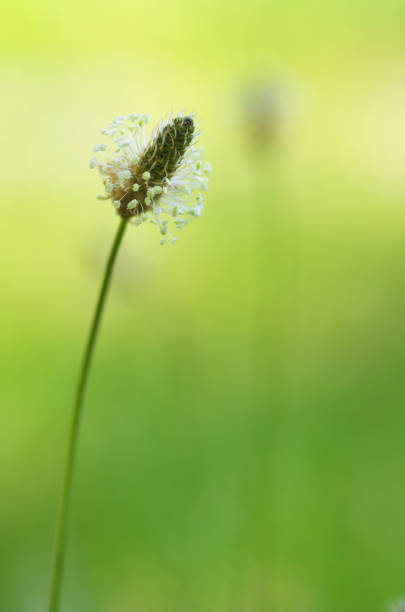 istock Bright sunny floral background. Flower on a blurred green background. 1495015880