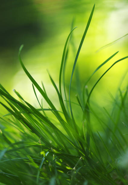 istock Bright sunny grass background. Green abstract grass in the sun. 1495015892