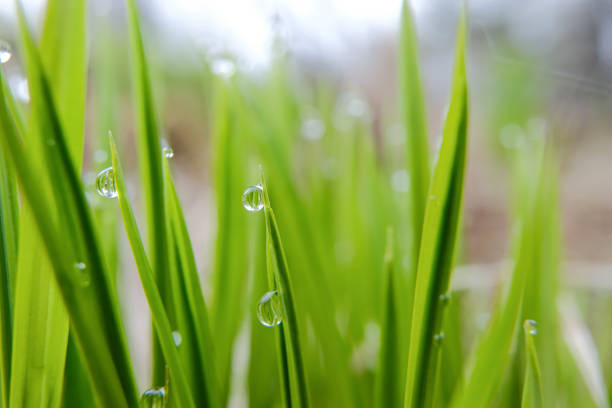 Background image of grass. Young, fresh green spring grass with dew drops close-up. Soft focus.