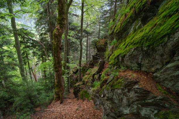 forest in the morning, moss on the rock, mountain forest