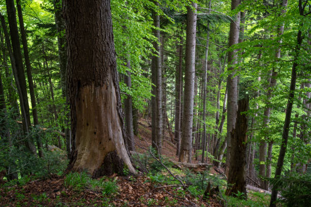 istock forest in the morning, brown bear place 1495017643