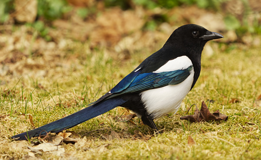 The Eurasian Magpie or Common Magpie (Pica pica) on the ground in spring