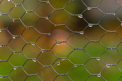 rain drops on a chicken fence with a natural background