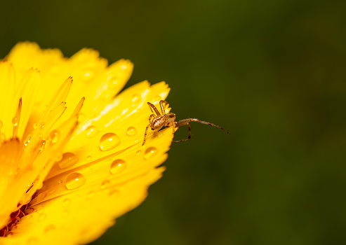 small jumping spider on yellow flower with raindrops on the petals