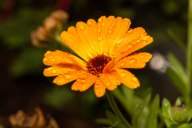 istock closeup of orange flower with raindrops 1495022807