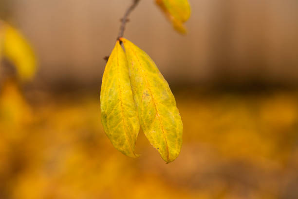 orange yellow autumn leaves on a tree