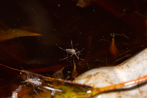 selective-focus on a mosquito in a pool of dirty water with worms and mosquito larvae under the water