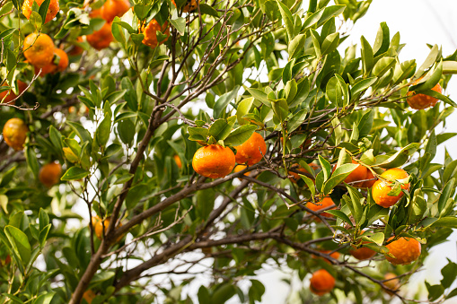 Satsuma tangerines (Citrus reticulata) in orchard ready to harvest.