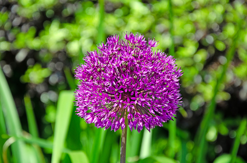 Close up full frame image of giant onion flowers. Allium giganteum